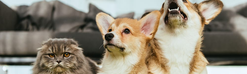 はじめて動物を飼う方へ