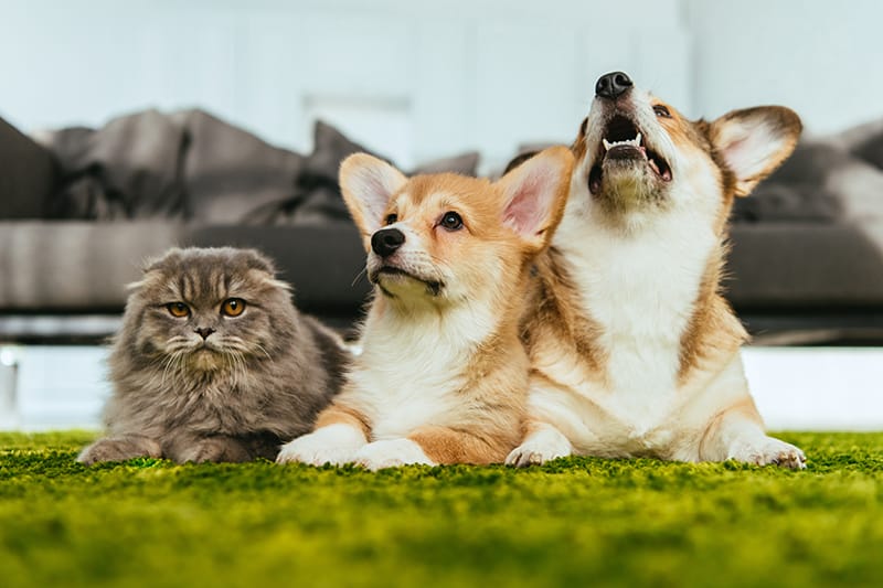 はじめて動物を飼う方へ